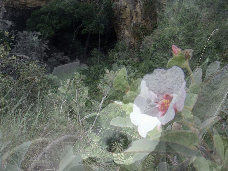 Arquivo:Rosas.jpg